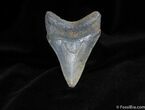 Beautifully Color Megalodon Tooth About Inches #118-2